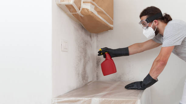 Professional Basement Mold Remediation technician working in Phoenix, OR